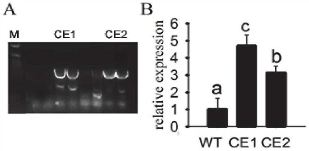 Wheat drought-sensitive gene TaANTHSYS1 and application thereof