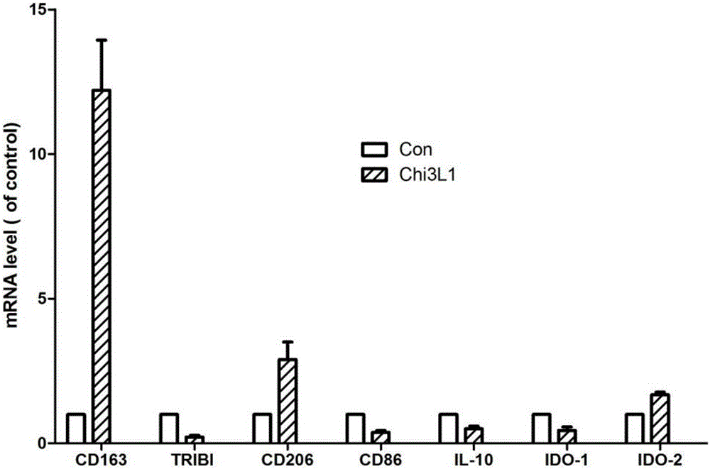 Codon-optimized Chi3L1 gene and application thereof