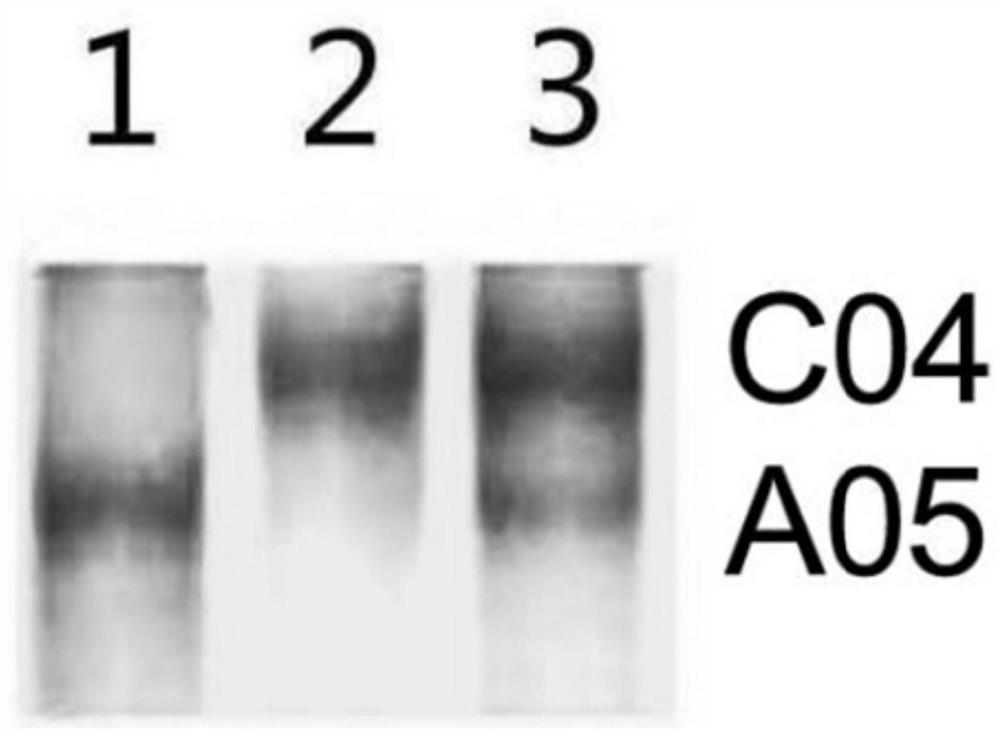 Molecular markers for identification of interspecific hybrids of kale and red cabbage and tracking chromosome segregation of a05 and c04 in their progeny