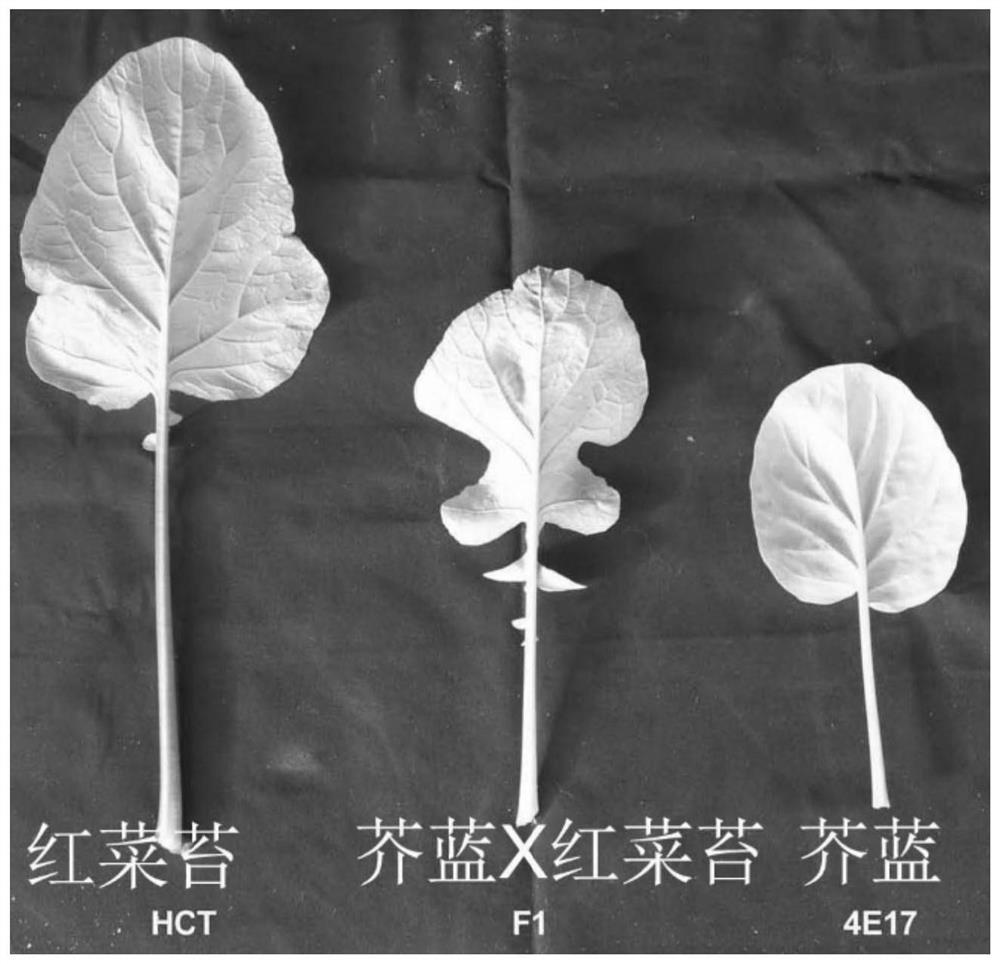 Molecular markers for identification of interspecific hybrids of kale and red cabbage and tracking chromosome segregation of a05 and c04 in their progeny