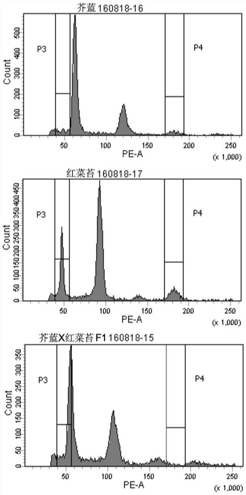 Molecular markers for identification of interspecific hybrids of kale and red cabbage and tracking chromosome segregation of a05 and c04 in their progeny