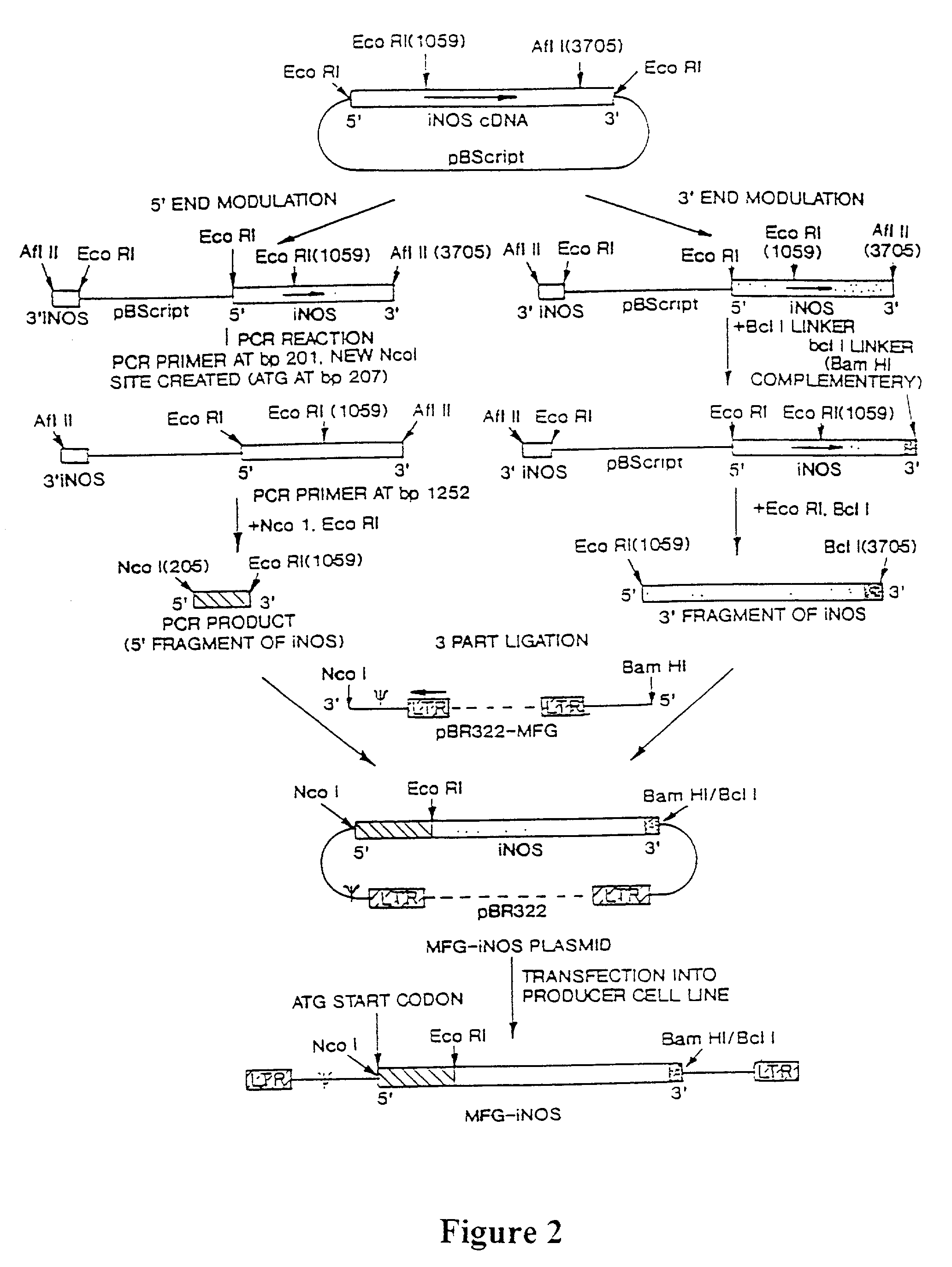 Inducible nitric oxide synthase for treatment of disease