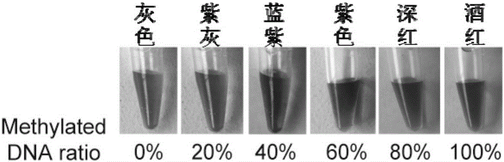 Kit for detecting methylation degree of DNA (Deoxyribonucleic Acid) based on gold nanoparticle probe as well as detection method and application of kit