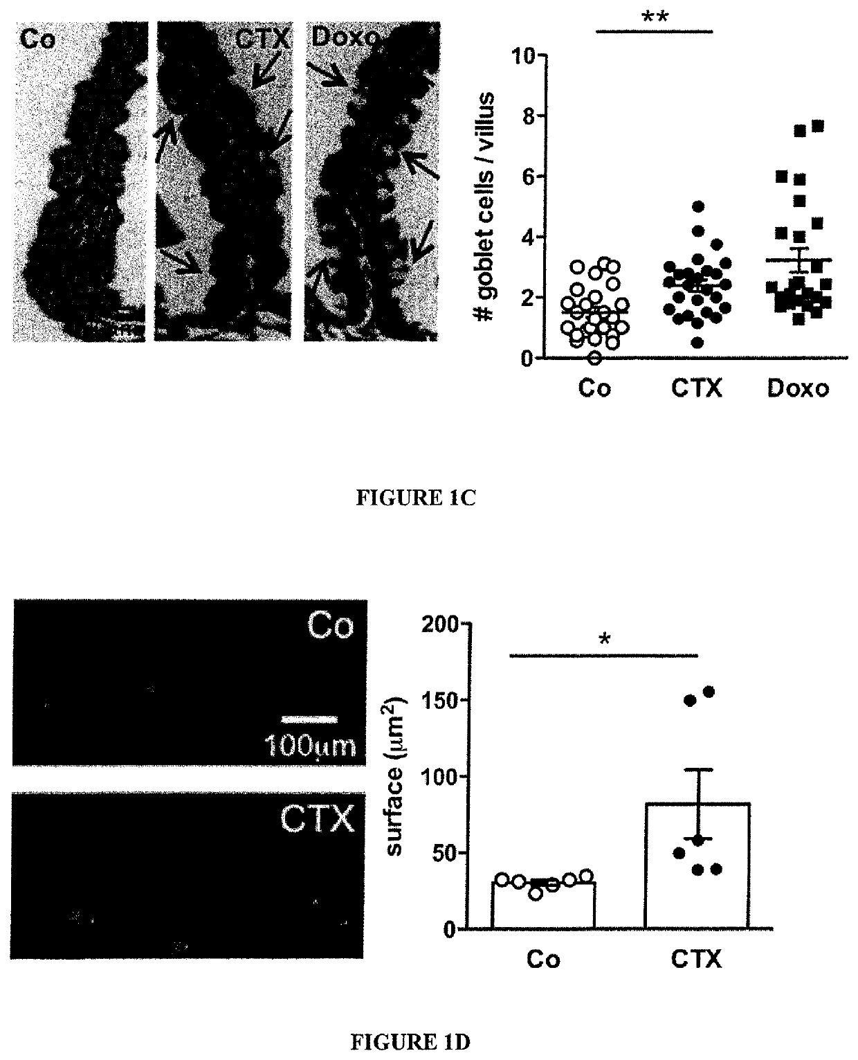 Microbiota composition, as a marker of responsiveness to chemotherapy, and use of microbial modulators (pre-, pro- or synbiotics) for improving the efficacy of a cancer treatment