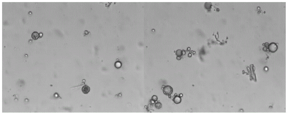 A kind of preparation, separation and purification method of latent curing agent microcapsules with temperature-responsive controlled release characteristics