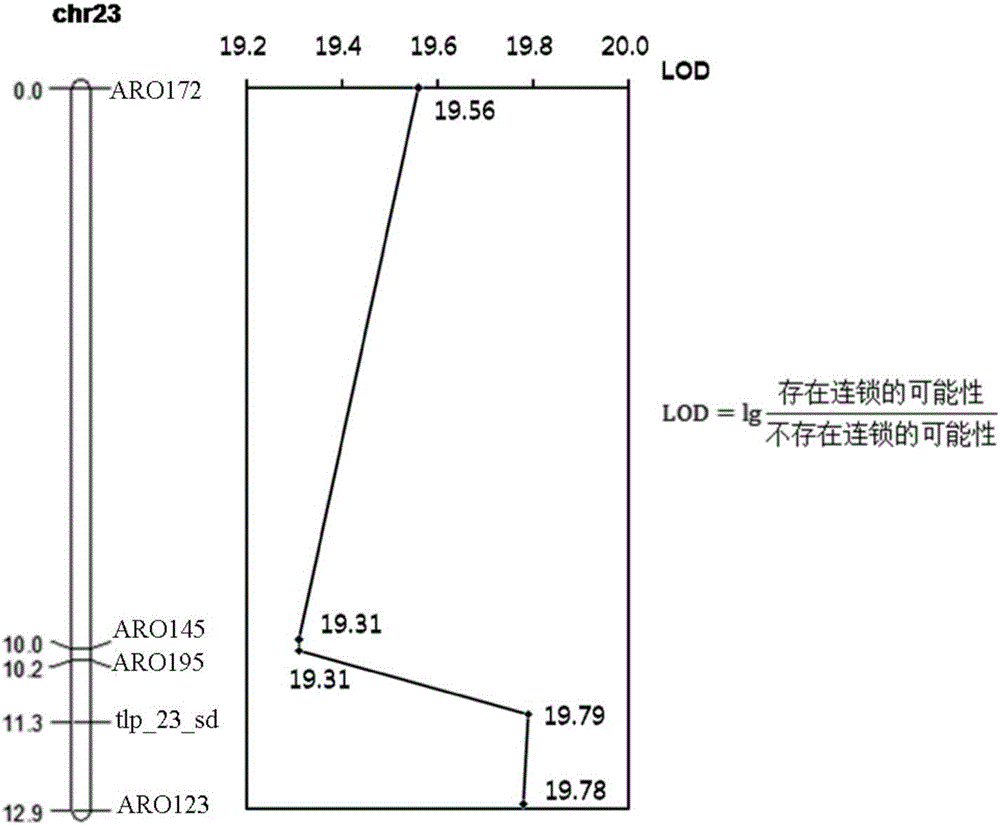 Efficient induction method and microsatellite molecular marker identification method of Nile tilapia pseudo-female fishes