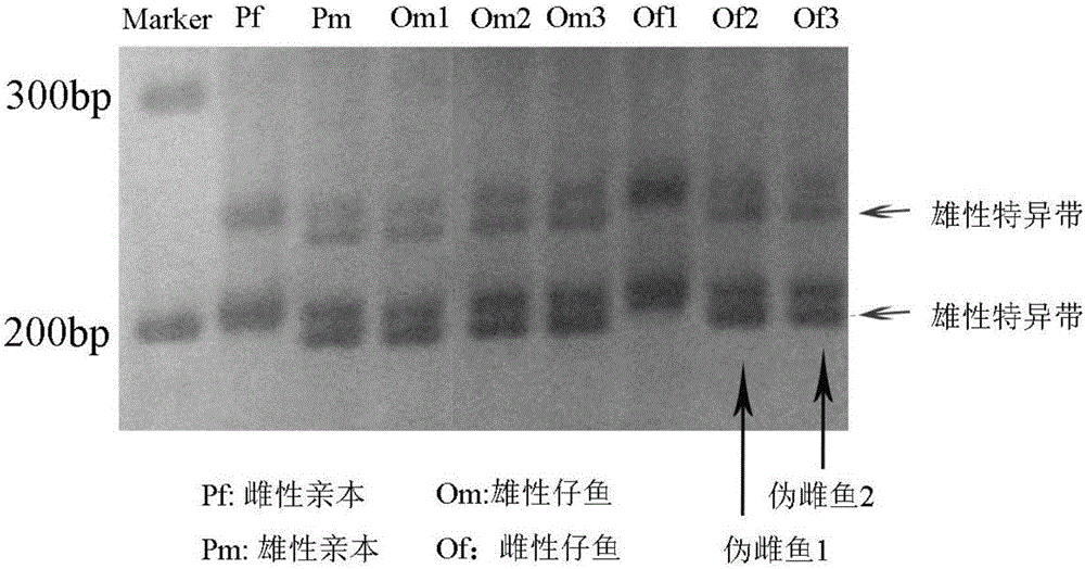 Efficient induction method and microsatellite molecular marker identification method of Nile tilapia pseudo-female fishes