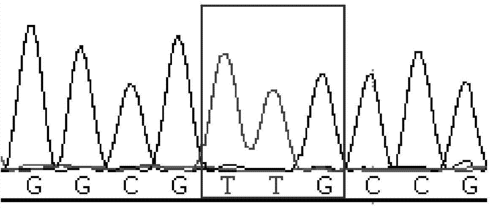 Method and primers for detecting third exon mutation site of RUNX1 gene