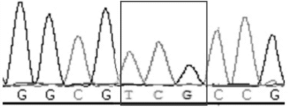 Method and primers for detecting third exon mutation site of RUNX1 gene