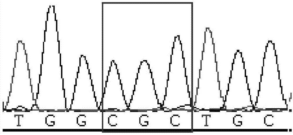 Method and primers for detecting third exon mutation site of RUNX1 gene