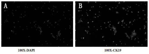 Pig tonsil cell line susceptible to JEV