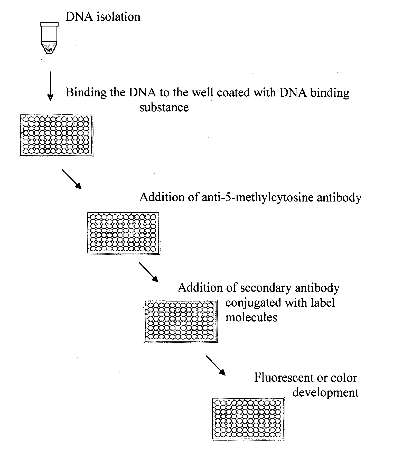 Method of rapidly quantifying global DNA methylation