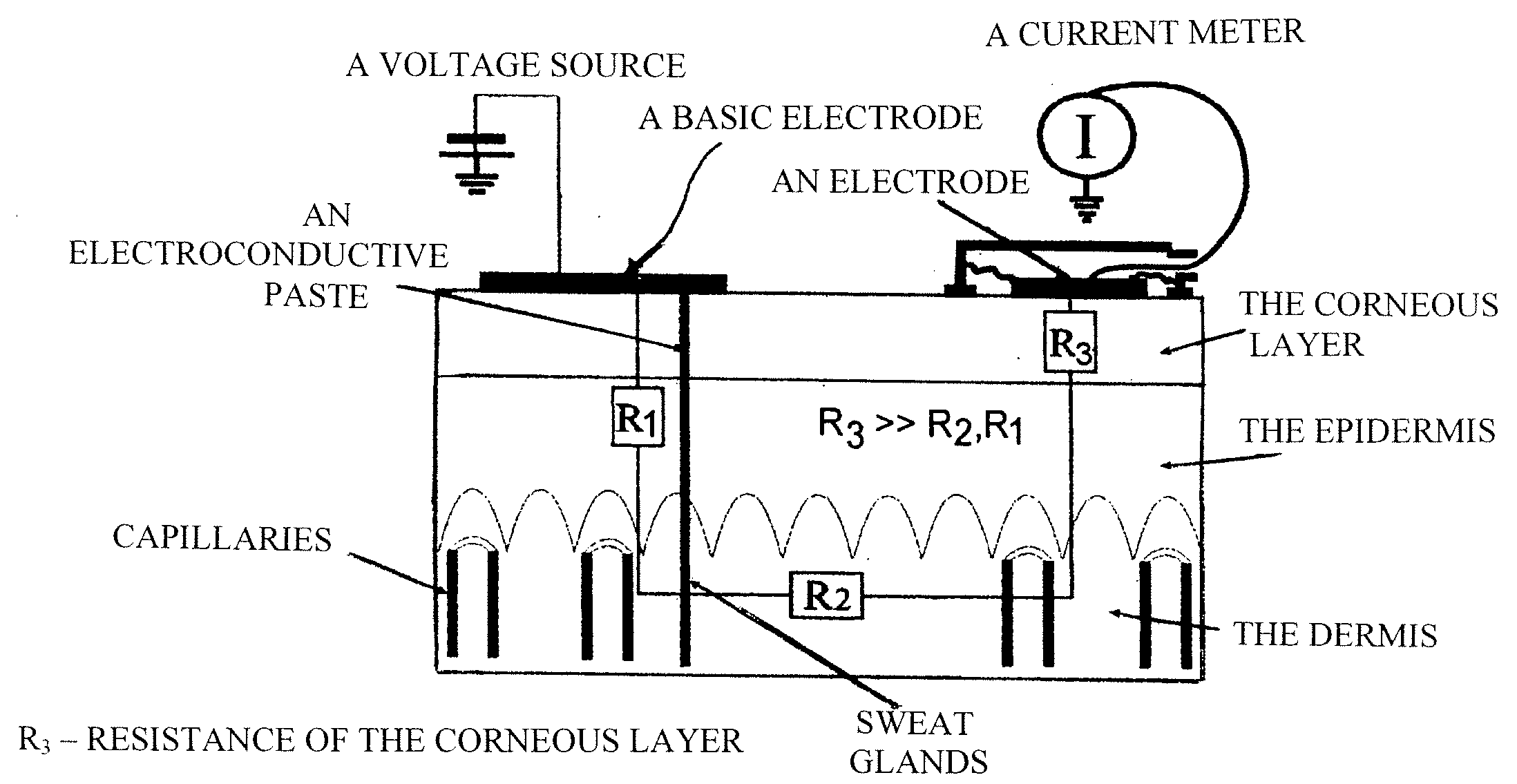 Method and device microcalorimetrically measuring a tissue local metabolism speed, intracellular tissue water content, blood biochemical component concentration and a cardio-vascular system tension