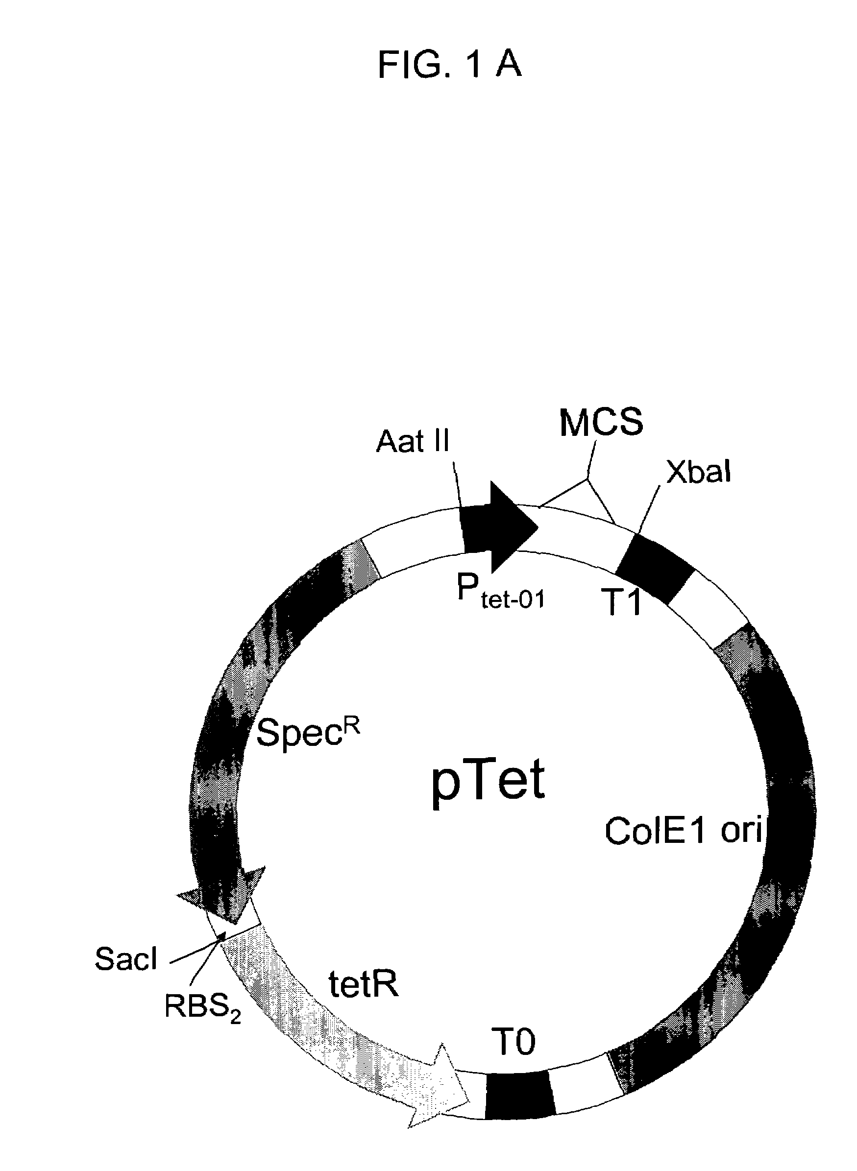 Protein- protein interaction detection system using fluorescent protein microdomains