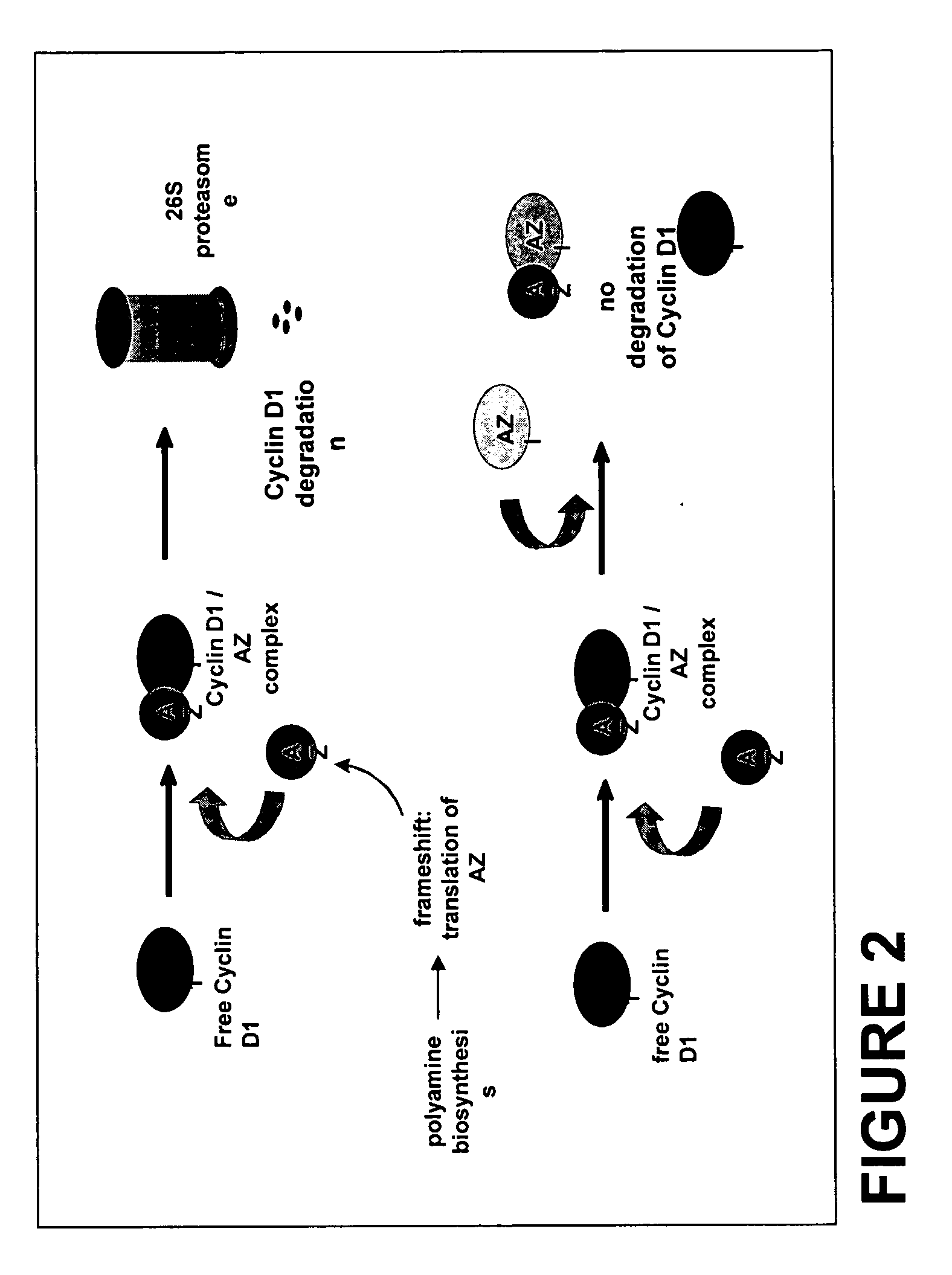 Methods for the treatment, diagnosis, and prognosis of cancer