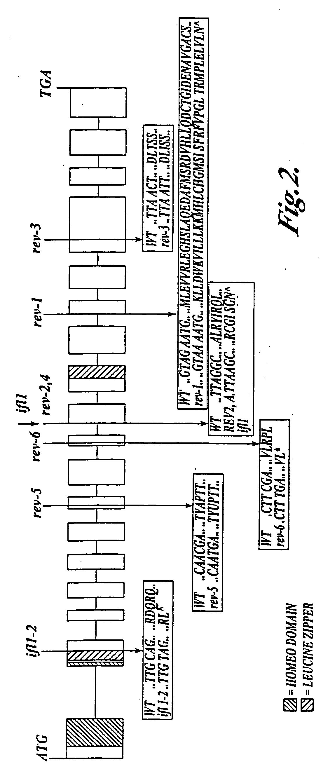 Compositions and methods for modulation of plant cell division