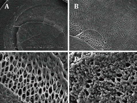 Porous magnetic chitosan gel microsphere with controllable particle size and preparation method thereof