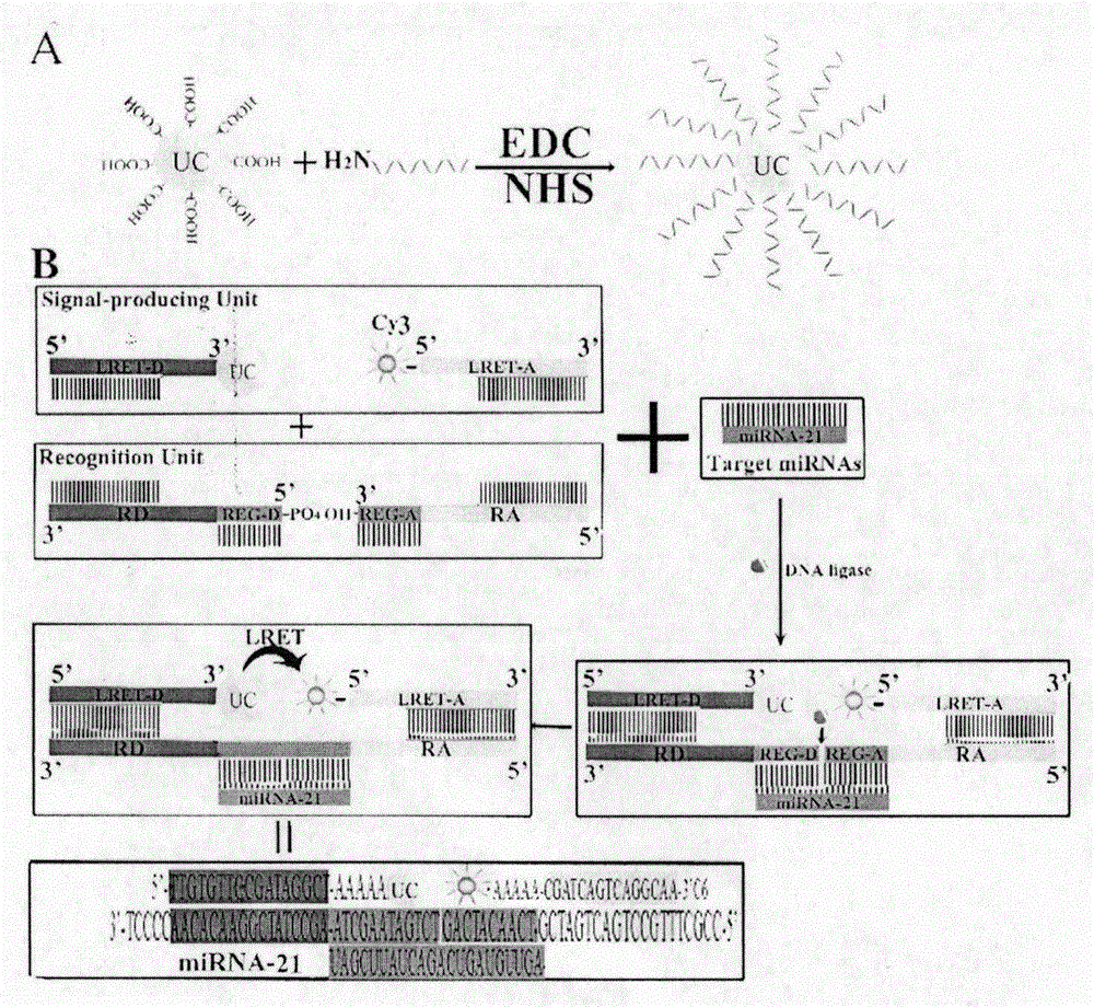 Double-recognition quantitative detection method for microRNA