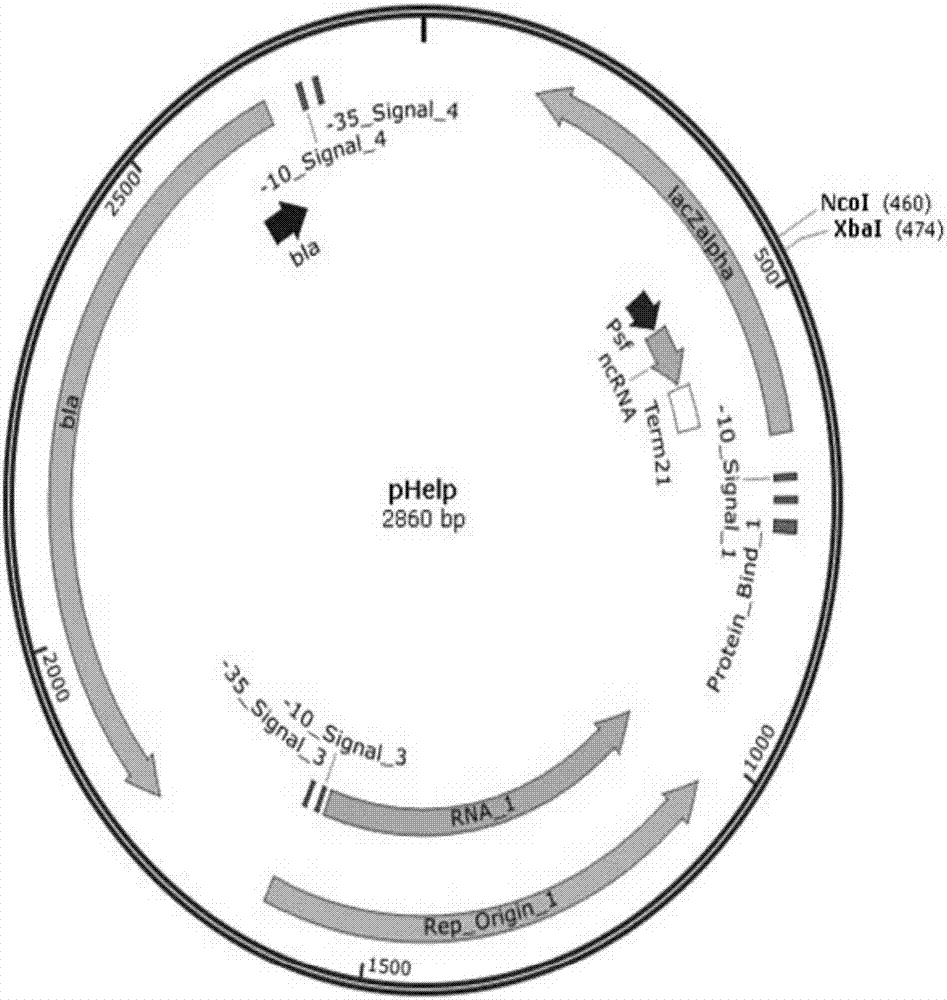 Dual-spacer sequence recognition and cleavage CRISPR-Cas9 vector construction, and application thereof in verrucosispora