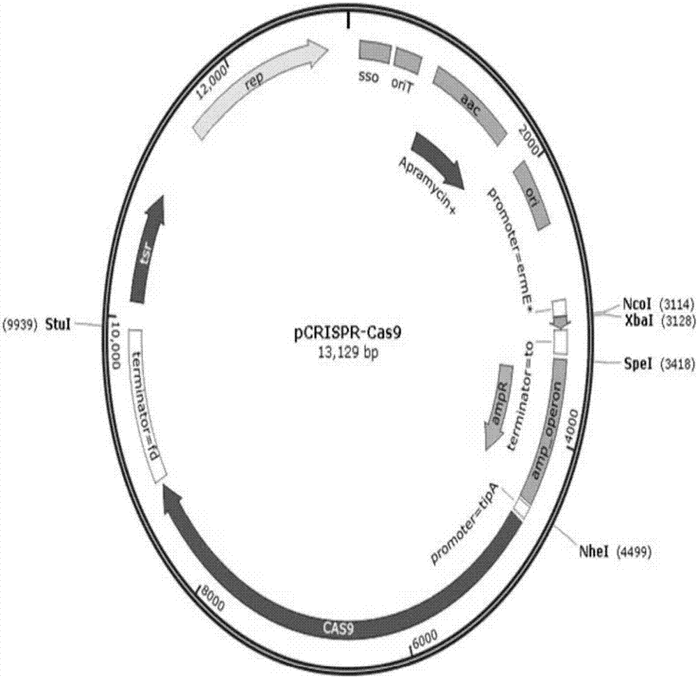 Dual-spacer sequence recognition and cleavage CRISPR-Cas9 vector construction, and application thereof in verrucosispora