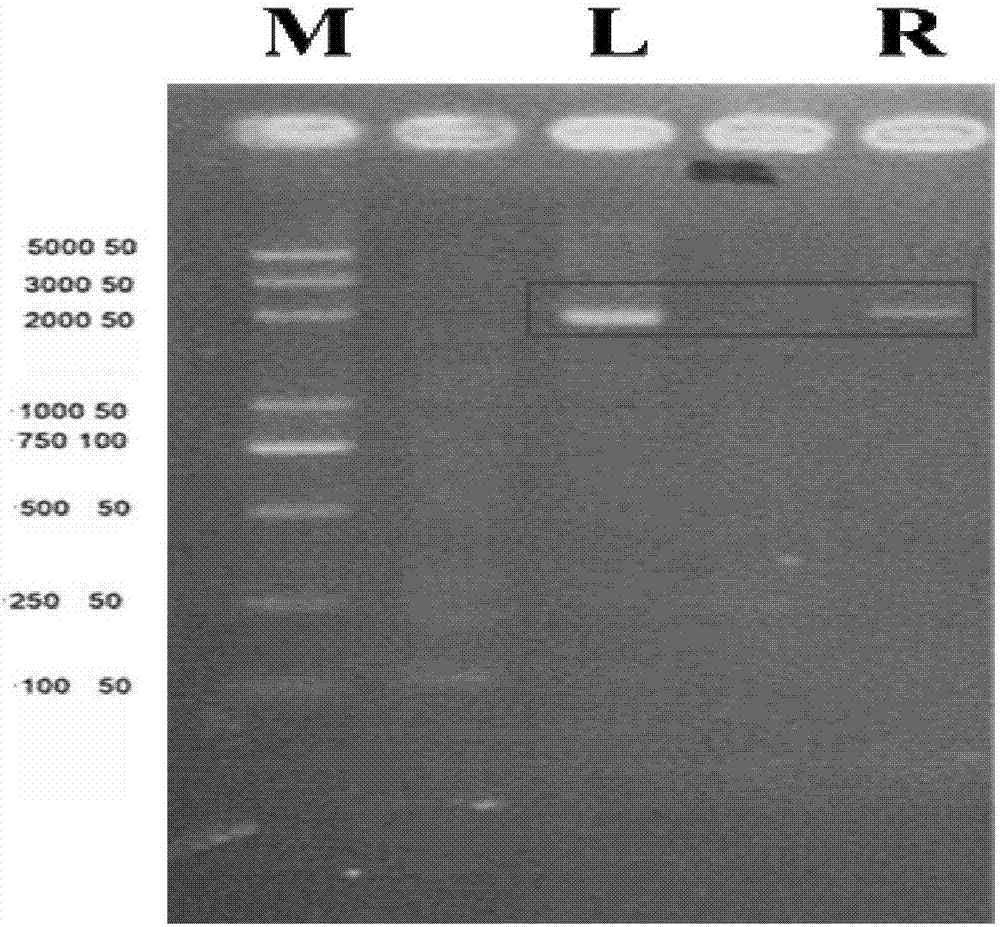 Dual-spacer sequence recognition and cleavage CRISPR-Cas9 vector construction, and application thereof in verrucosispora