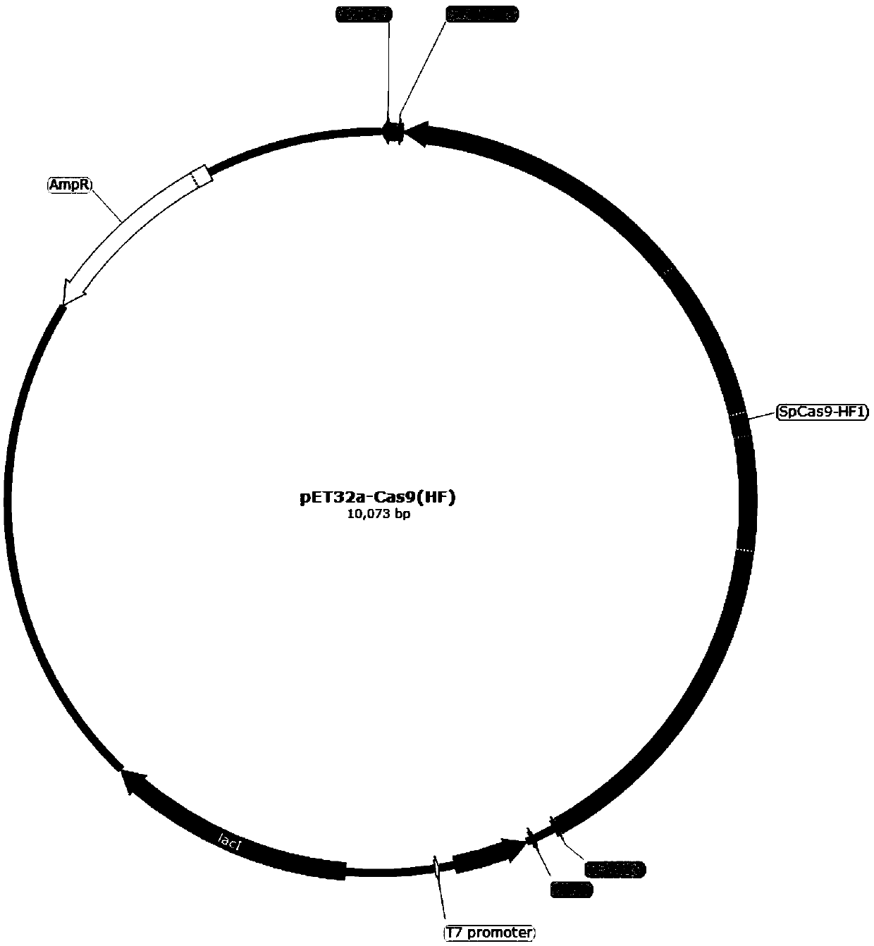 Expression vector of nuclease protein Cas9 and construction method and expression purification of expression vector of nuclease protein Cas9