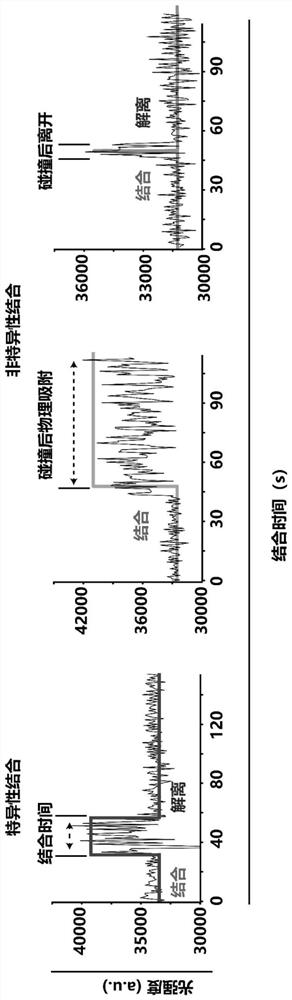 Single molecule dynamic detection method and system based on external force regulation and control