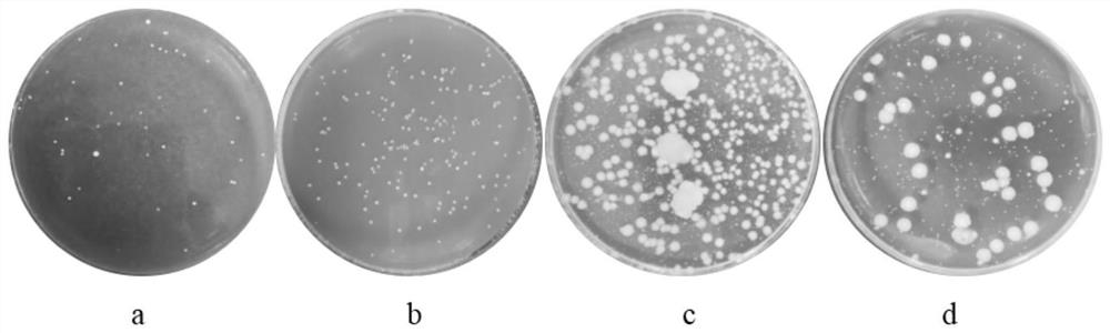 Mixed strain suitable for mulberry fermented beverage in cold region and application thereof