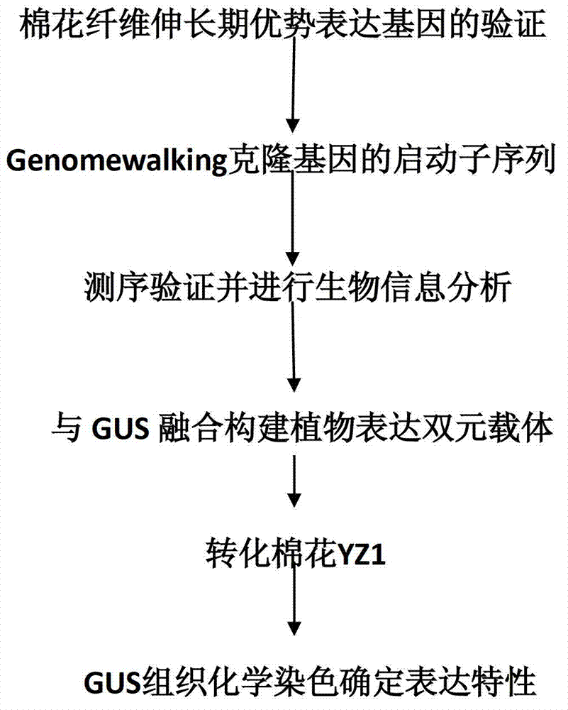 Fiber elongation-stage predominant-expression promoter, and preparation method and application thereof