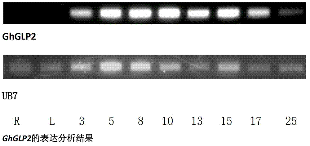 Fiber elongation-stage predominant-expression promoter, and preparation method and application thereof