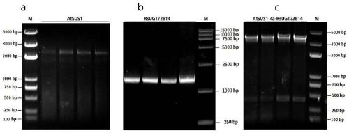 Fusion protein, as well as efficient expression method and application thereof