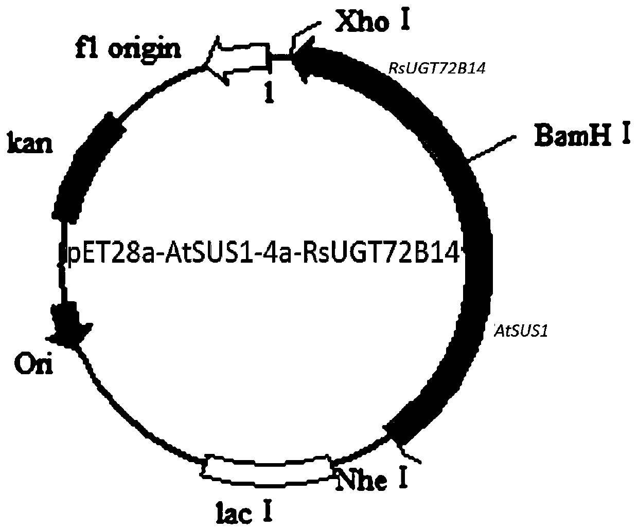 Fusion protein, as well as efficient expression method and application thereof