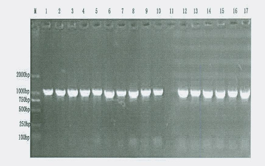 Indirect ELISA (Enzyme-Linked Immunosorbent Assay) method and kit for detecting haemophilus parasuis antibodies