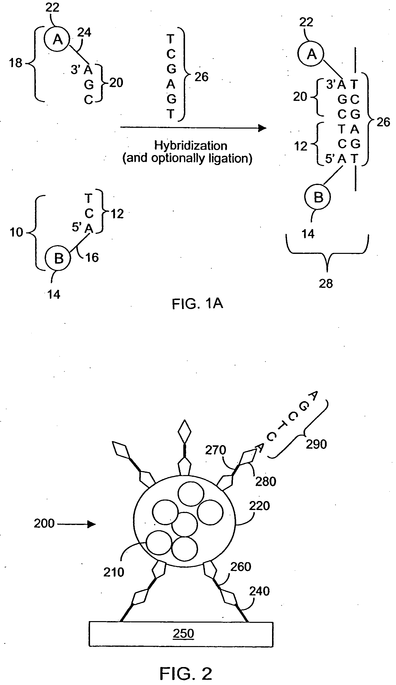 Methods and apparatus for SERS assay of biological analytes