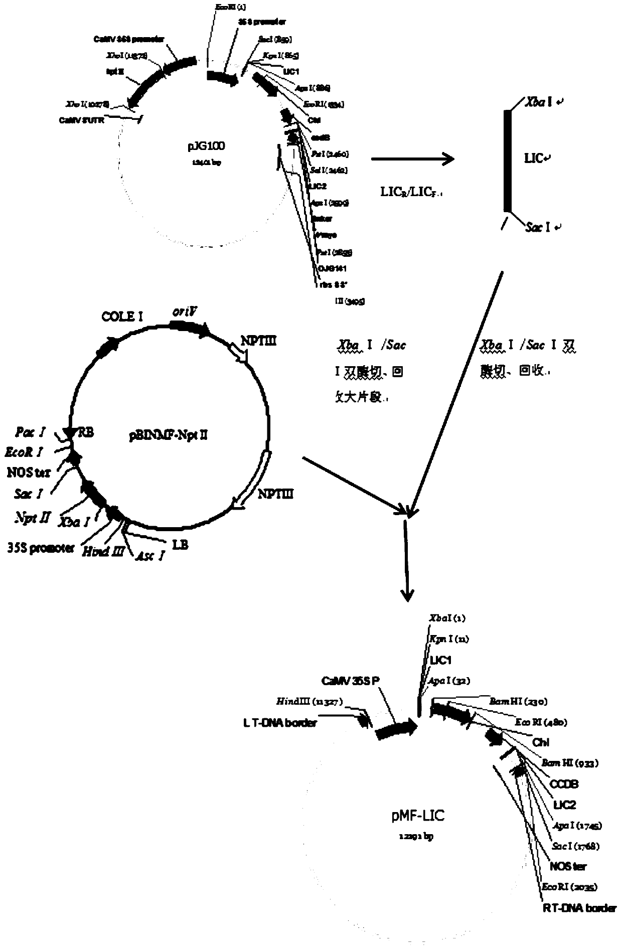 Universal unlabeled LIC vector pMF-LIC and construction method and application thereof