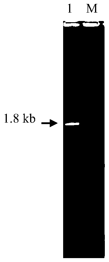 Universal unlabeled LIC vector pMF-LIC and construction method and application thereof