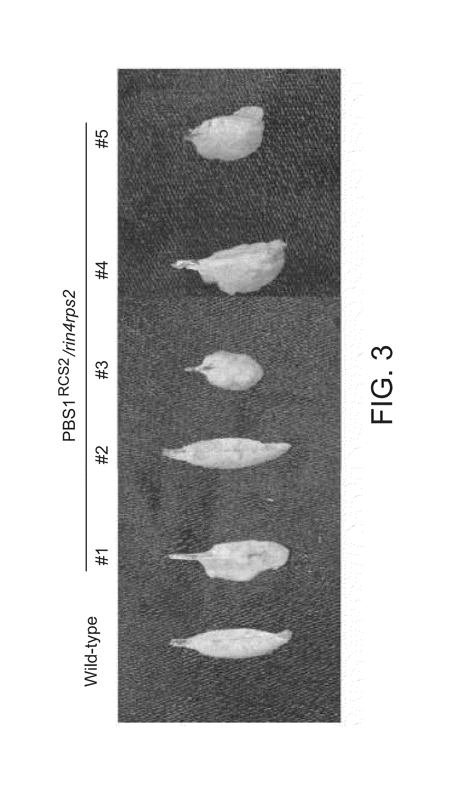 Compositions and systems for conferring disease resistance in plants and methods of use thereof