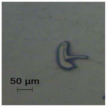 A kind of enterobacteriaceae bacterial strain with phosphate-solubilizing ability and application thereof