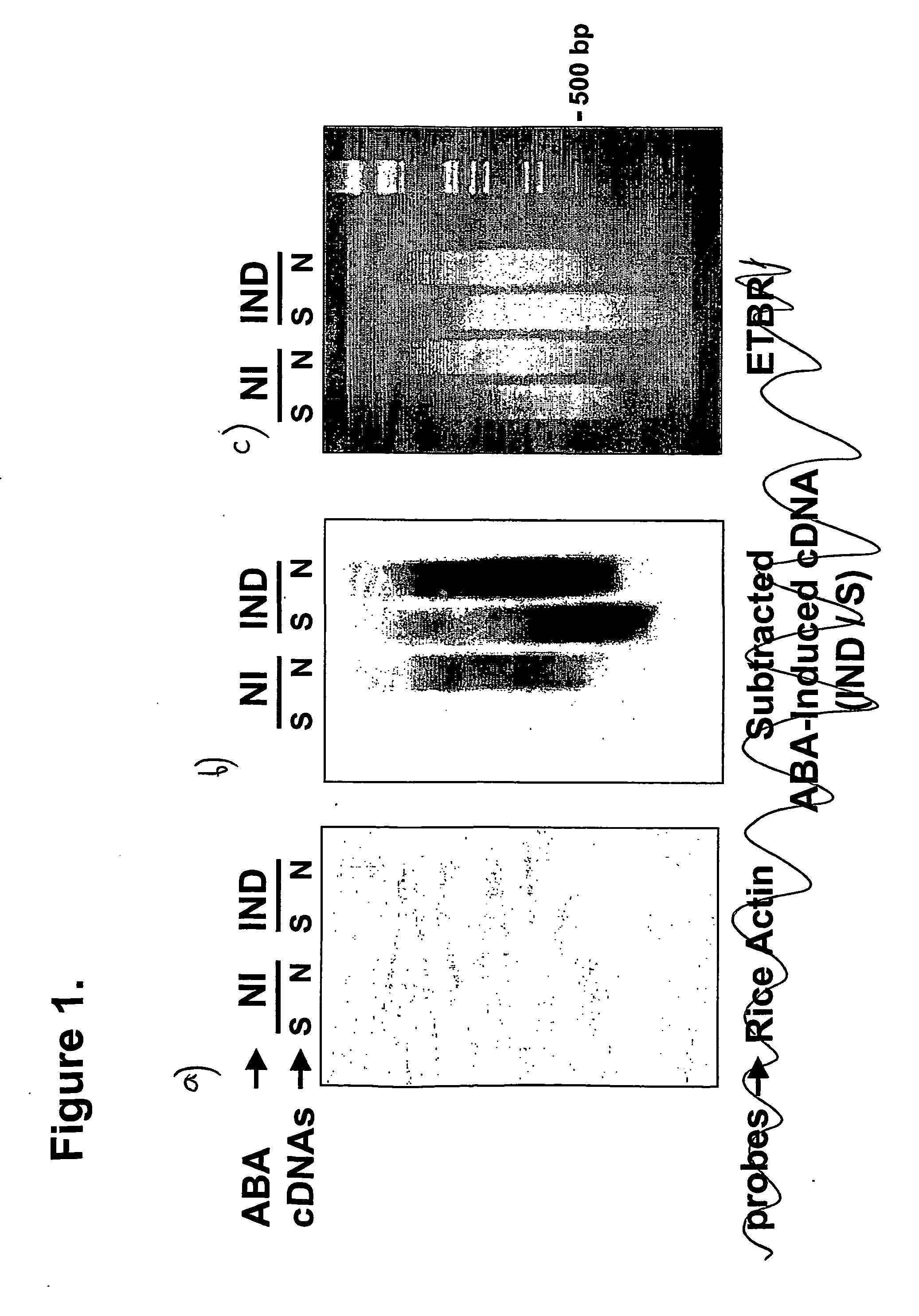 Abscisic acid 8'-and 7'-hydroxylase genes and related sequences from plants