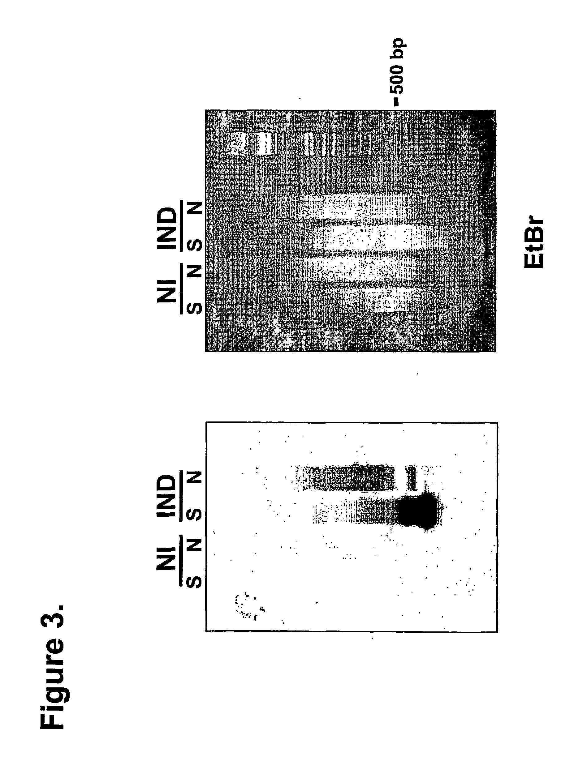 Abscisic acid 8'-and 7'-hydroxylase genes and related sequences from plants