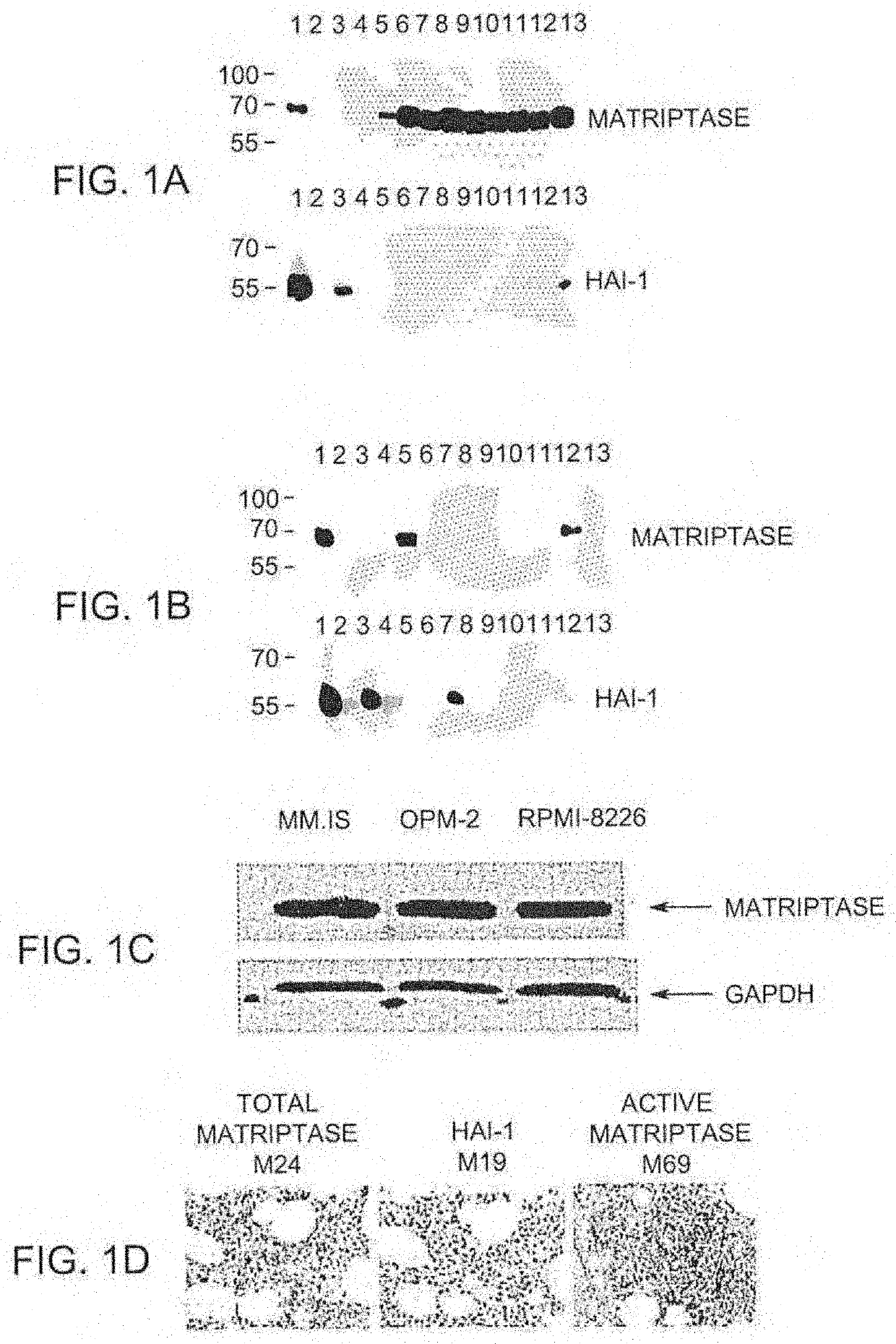 Targeting tumor cells with chemotherapeutic agents conjugated to Anti-matriptase antibodies by in vivo cleavable linking moieties