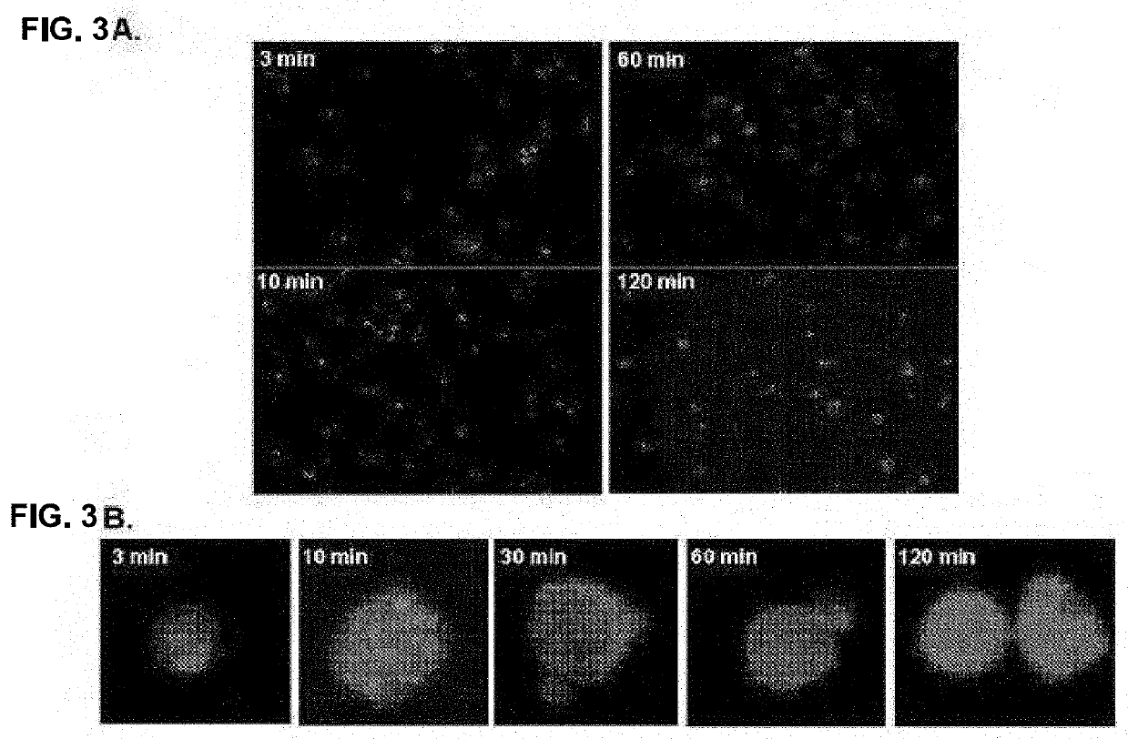 Targeting tumor cells with chemotherapeutic agents conjugated to Anti-matriptase antibodies by in vivo cleavable linking moieties