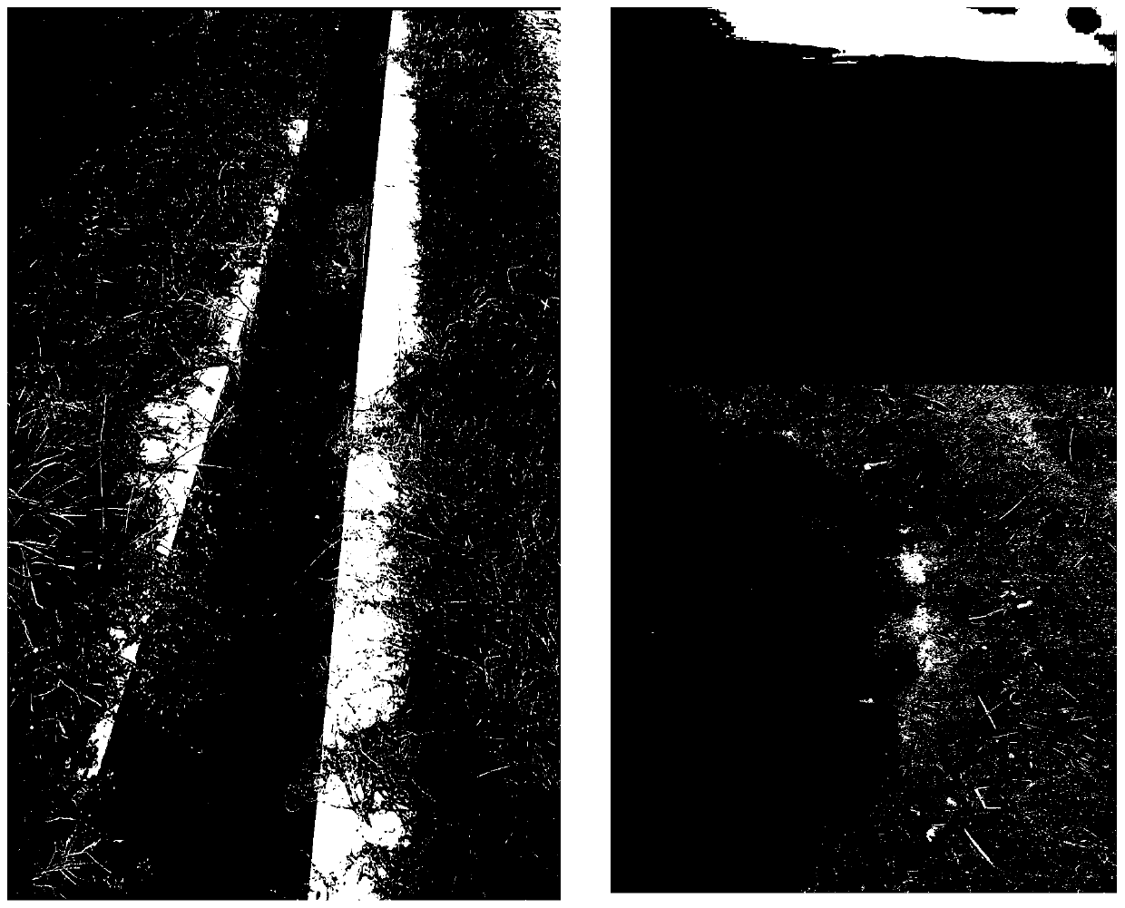 Ecological method for controlling apple snails in rice field through tea seed cakes and full-process two-section system for raising ducks in rice field