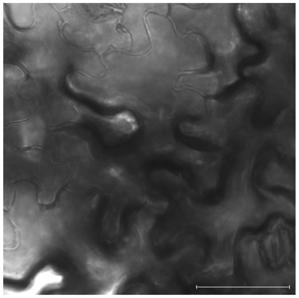 A method for positioning and expressing foreign protein in mitochondria