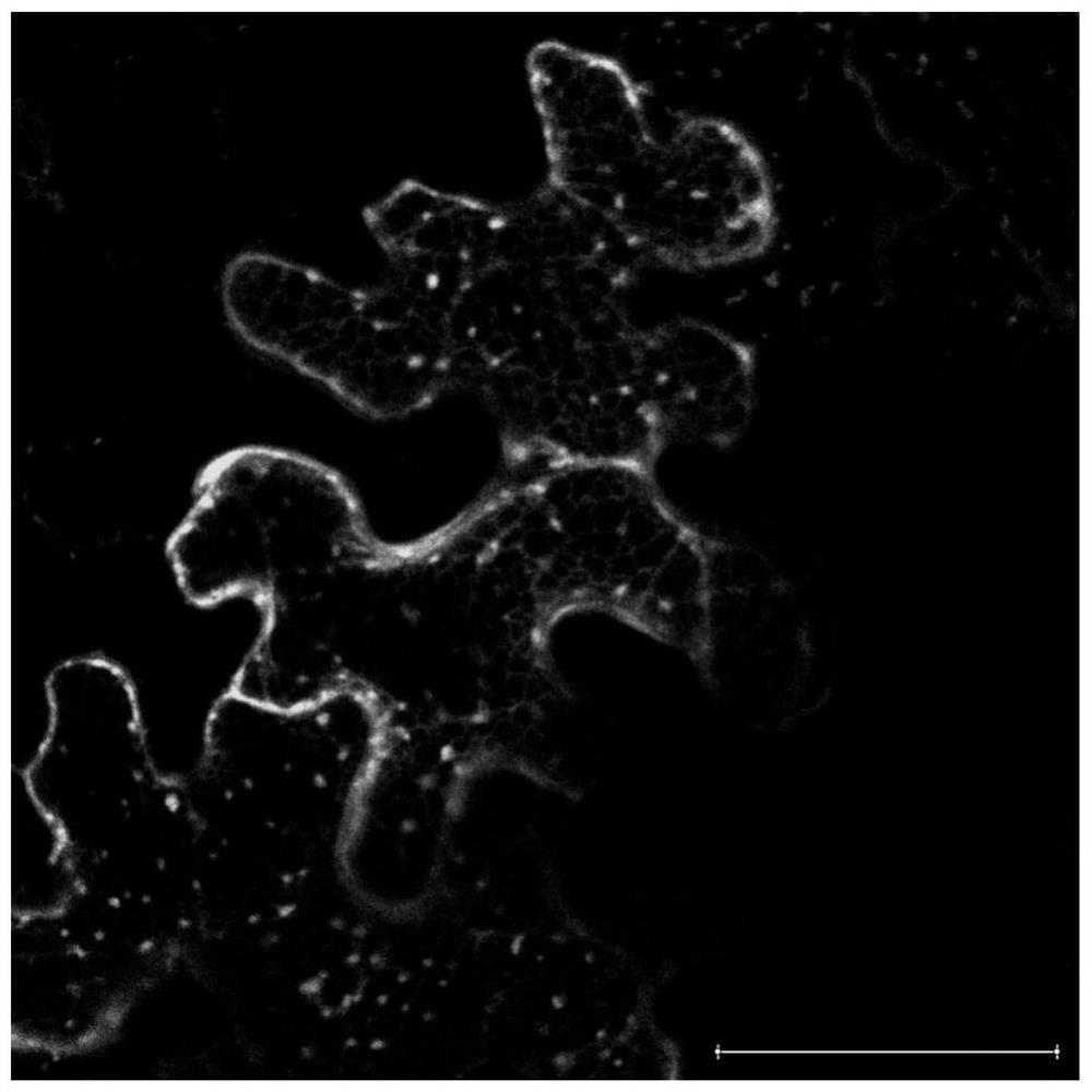 A method for positioning and expressing foreign protein in mitochondria