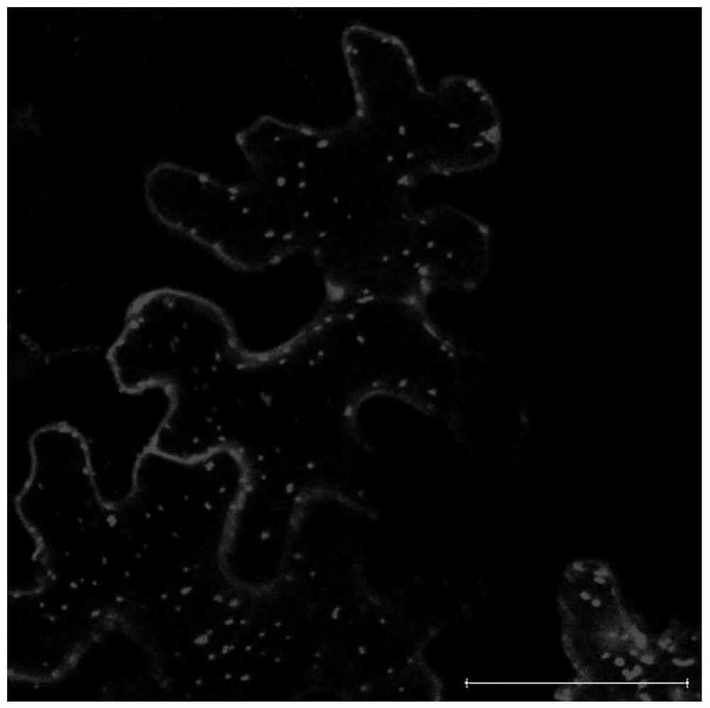 A method for positioning and expressing foreign protein in mitochondria