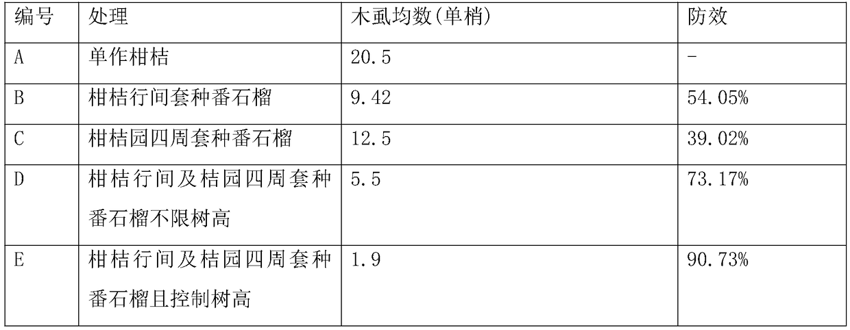 Method for controlling diaphorina citri insect pests by interplanting citrus with guava