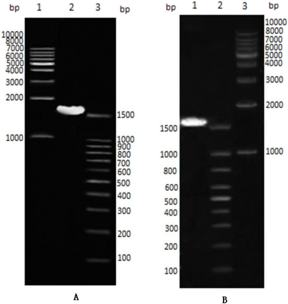 Codon optimized severe fever with thrombocytopenia syndrome virus (SFTSV) glycoprotein Gn gene sequence carrying tPA signal peptide and nucleic acid vaccine thereof