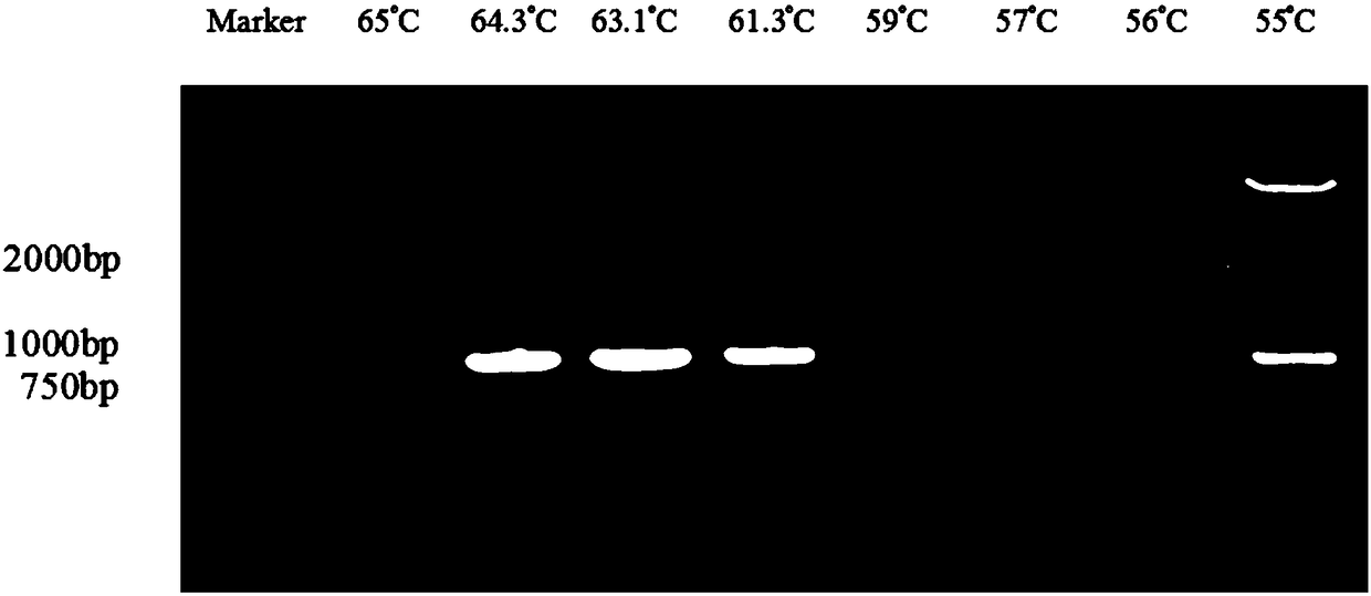 HCBP 6 (Hepatitis C Virus Core-Binding Protein 6) gene knockout cell line and construction method thereof