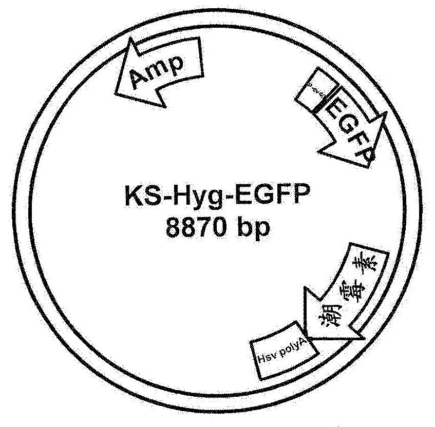 Chromosomal landing pads and related uses